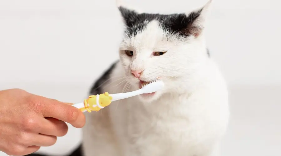 猫咪需要刷牙吗？