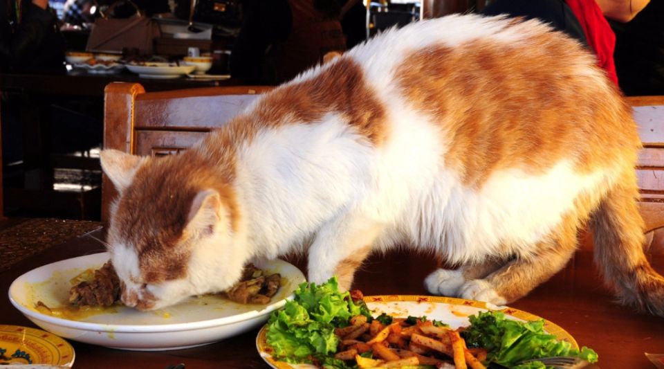 如何制止宠物猫上饭桌的坏习惯？