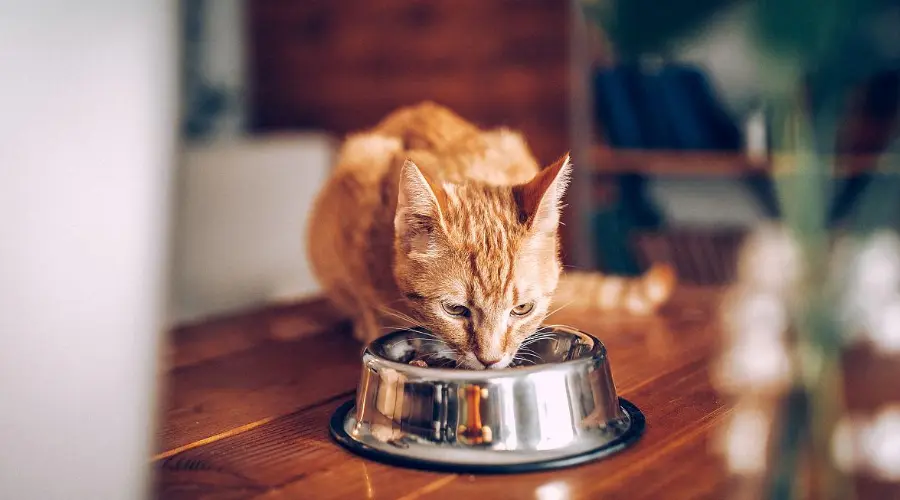 铲屎官必看！培养猫咪良好饮食习惯的三个技巧