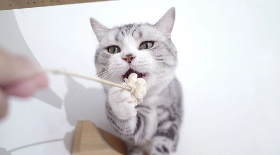 猫咪可以吃米饭吗，一文告诉你！