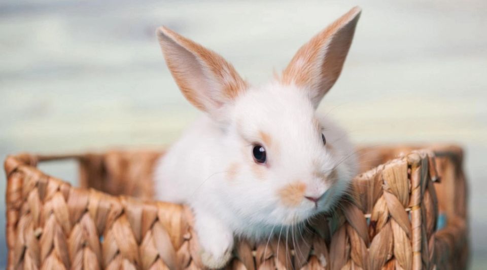 兔子的记忆力有多久？
