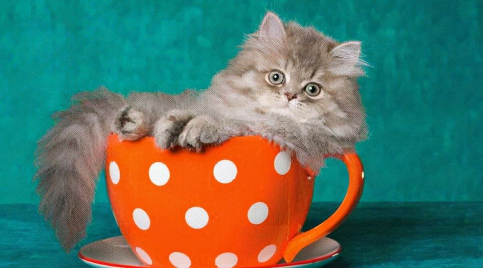怎么训练茶杯猫固定地方磨爪 