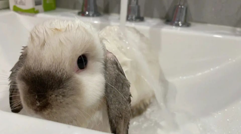 兔子洗澡后发抖怎么办？