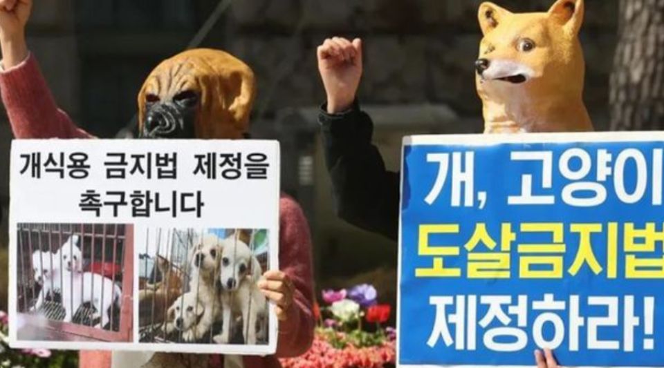 “吃狗肉”文化或将从韩国成为历史？