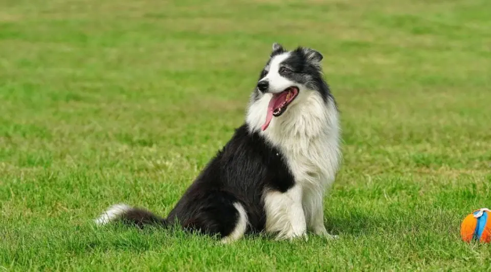 牧羊犬的种类这么多，你知道几个？