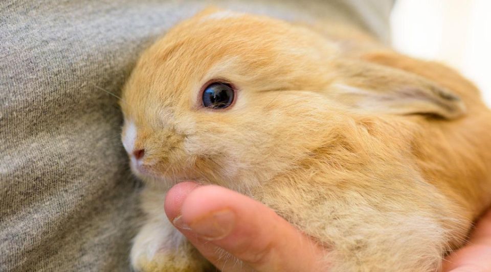 为什么兔子性格变得暴躁？