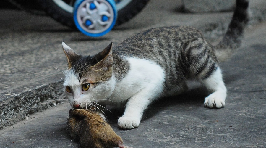 SOS！如何解救被粘鼠板黏住的猫？
