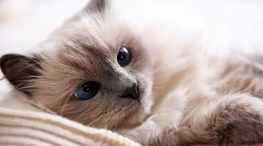 猫咪明明有很多毛，为什么还是特别怕冷？