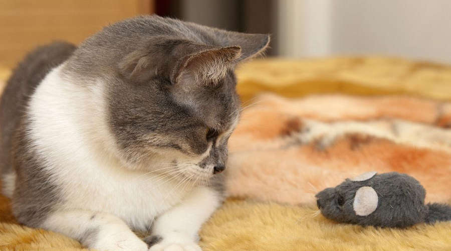 猫一见到老鼠就抓，它们到底有什么恩怨？
