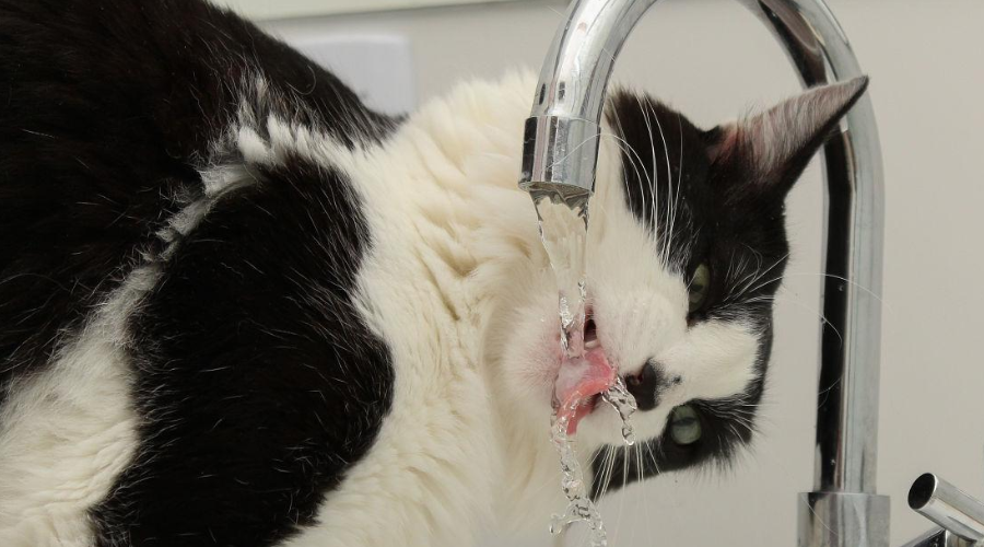猫咪连马桶水都喝，为什么不喝自己碗里的水？