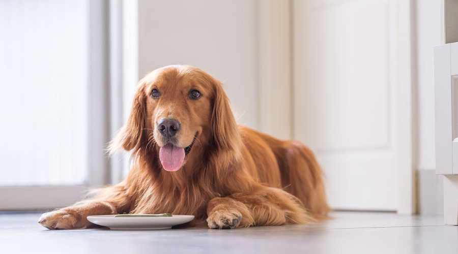 狗狗不能吃的4种常见食物，吃错了真会要狗命！