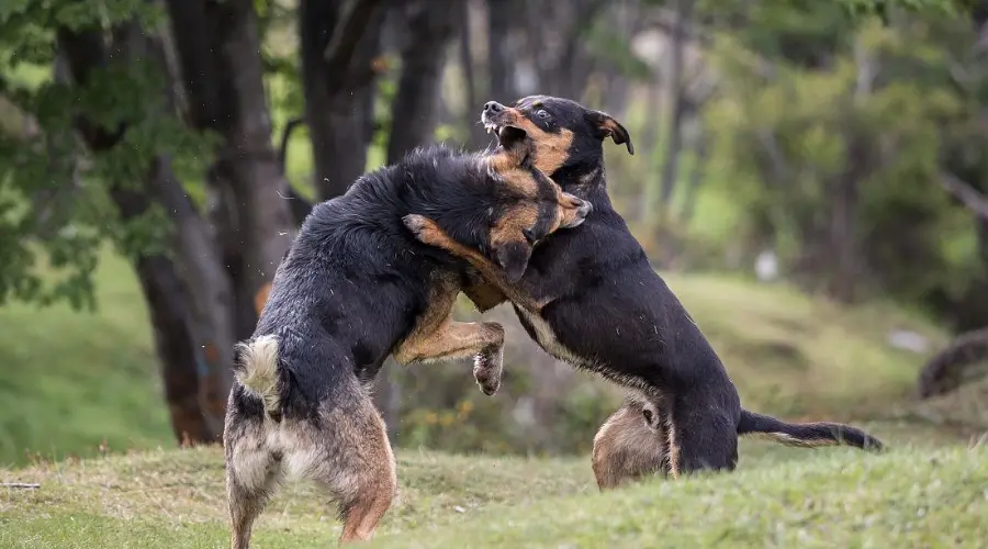 两狗相遇就掐架？学会4招就能避免狗狗大战！