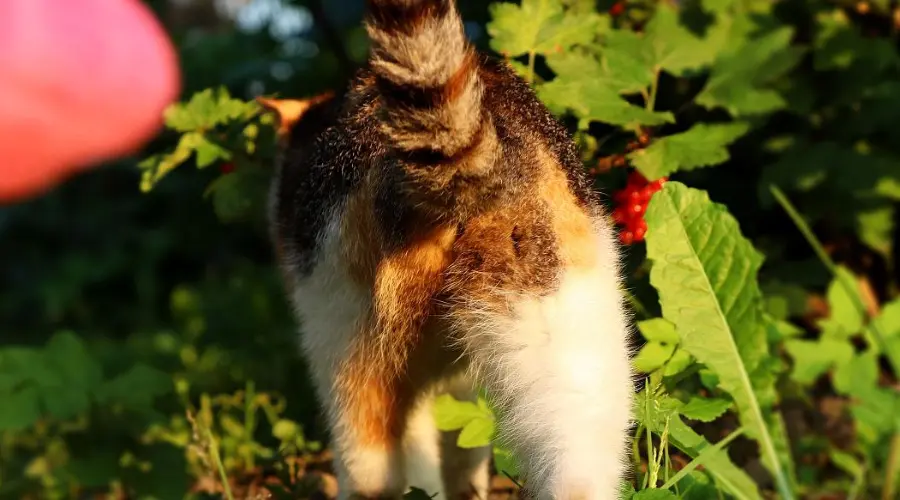 光鲜亮丽的小猫咪？那你是没见过它屁股挂shi的那一面！