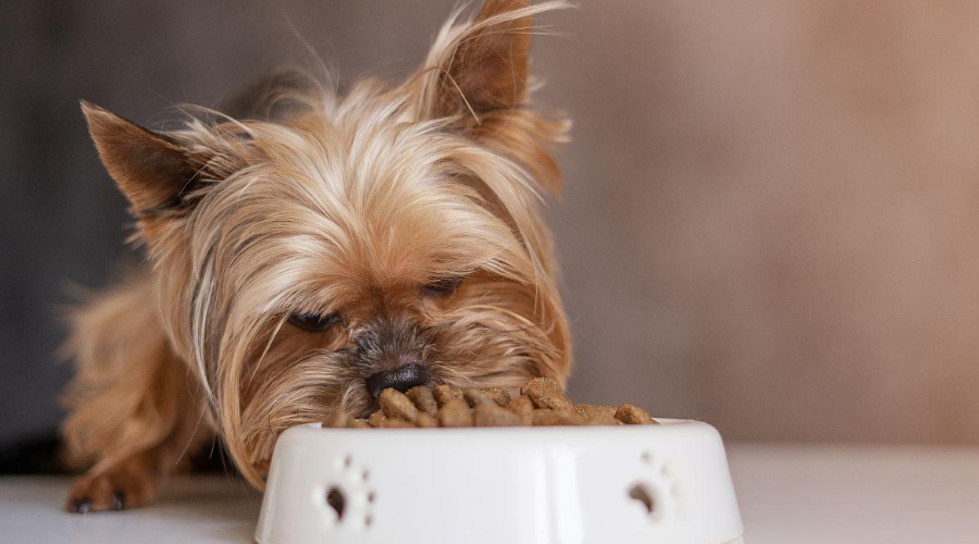 狗狗最喜欢的4种气味，随便一种都能让它“上头”