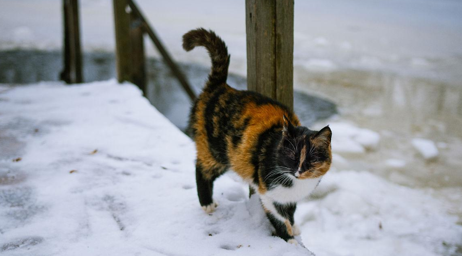 冬天千万不要这样养猫，小心猫命不保！