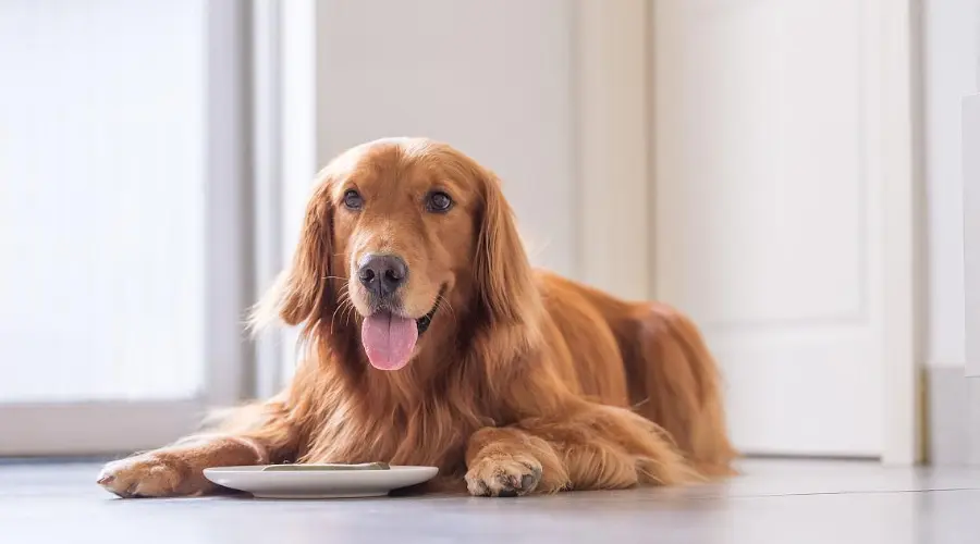 狗狗挑食就该这么治它！