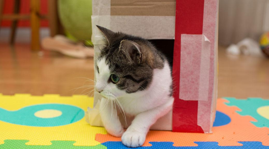 纸箱子老“长猫”，竟是这些怪癖导致？