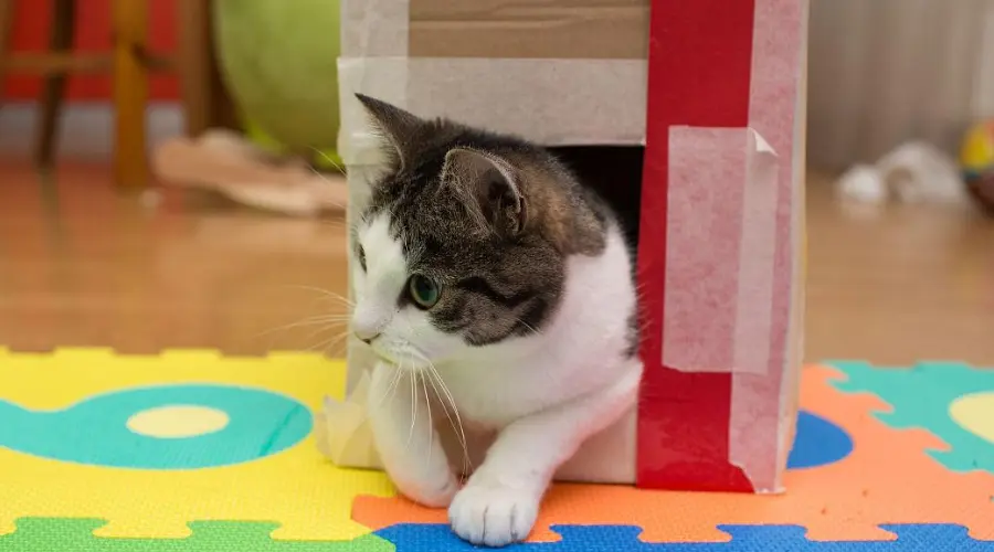 纸箱子老“长猫”，竟是这些怪癖导致？