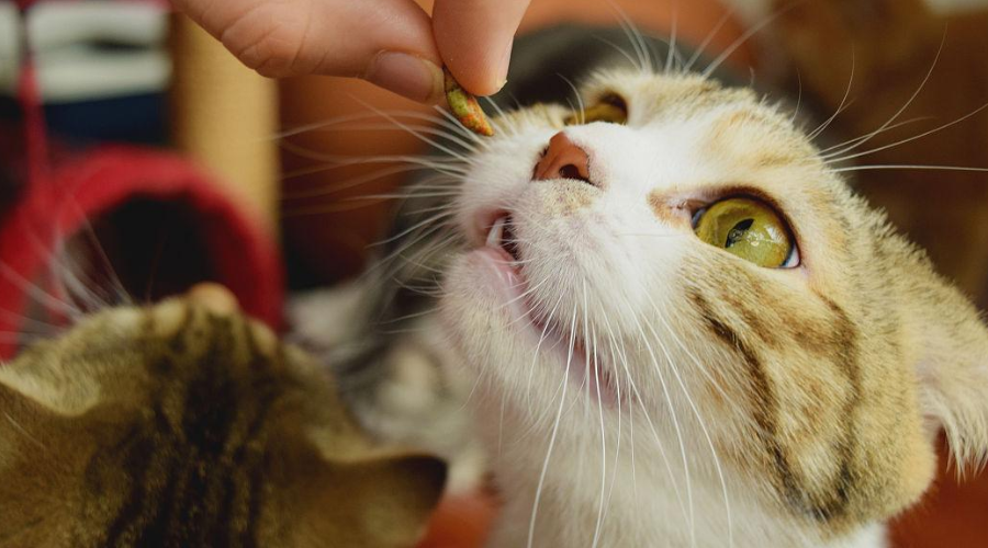 连钟南山院士也在用的科学喂猫方式！来看看你喂对了吗？