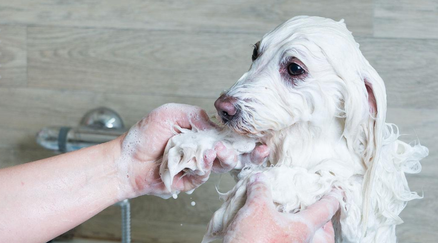 宠物店绝不告诉你的神仙洗澡秘籍！4招教你在家也能洗出超美狗狗