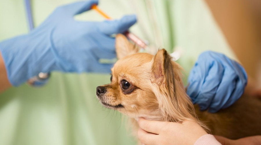 文明养犬，“宠”接种疫苗做起