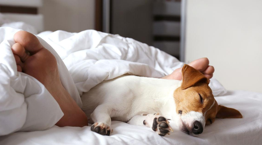 为何狗狗不爱睡狗窝？原来这4个地方才是它们的“最佳睡觉点”