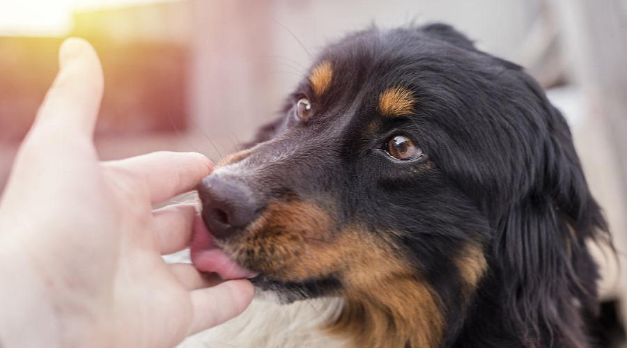 狗狗喜欢舔你的手脚？其实是想告诉你这3件事！
