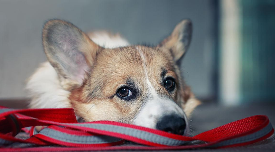 你家狗狗有没有分离焦虑症？