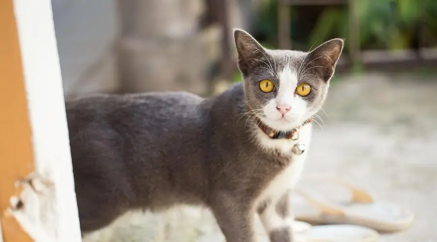 选猫指南就位！你的第一只喵星人应该怎么选？