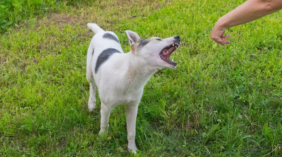 孩子惨遭恶犬撕咬毁容，要防狗咬人这些保命常识必须牢记！