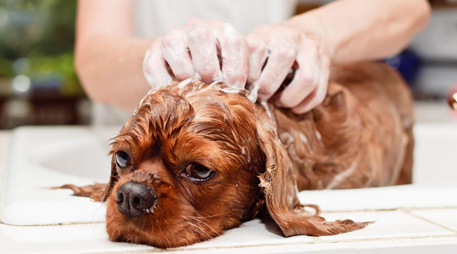 做对这4件事，再倔的狗狗也能爱上洗澡！