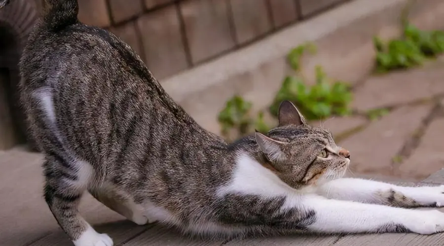 猫咪“撅屁股”居然不是在撒娇，而是在向你传达这些信号...