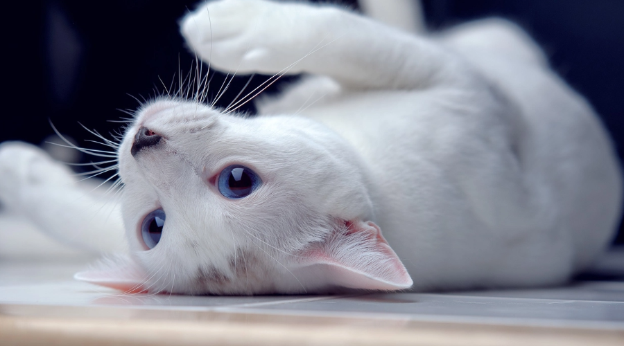 猫咪沟通之谜：猫真的能听懂人话吗？