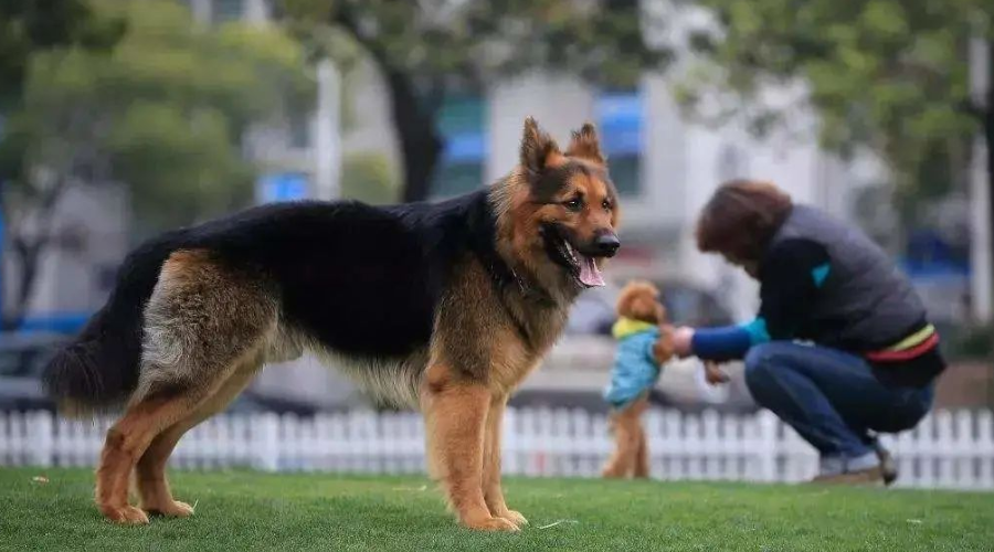 重庆规范犬只管理取得积极进展