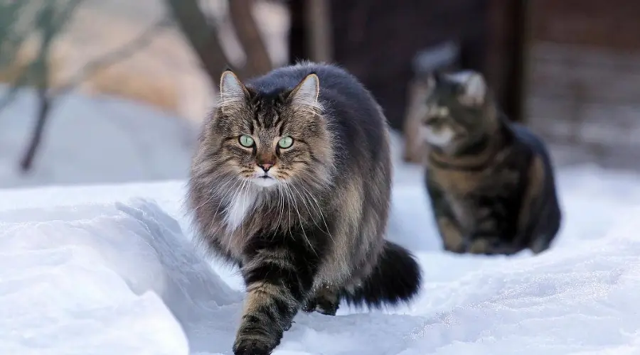 养猫久了才明白，猫咪突然满屋子“疯跑”是在给你这些信号！