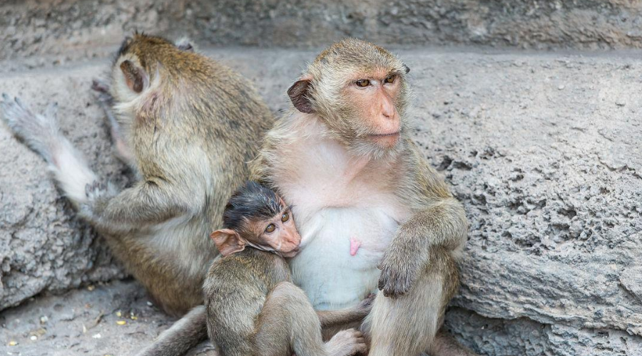 昆明动物园“猴猫共处”事件：猫入猴山治理鼠患的做法合理吗？