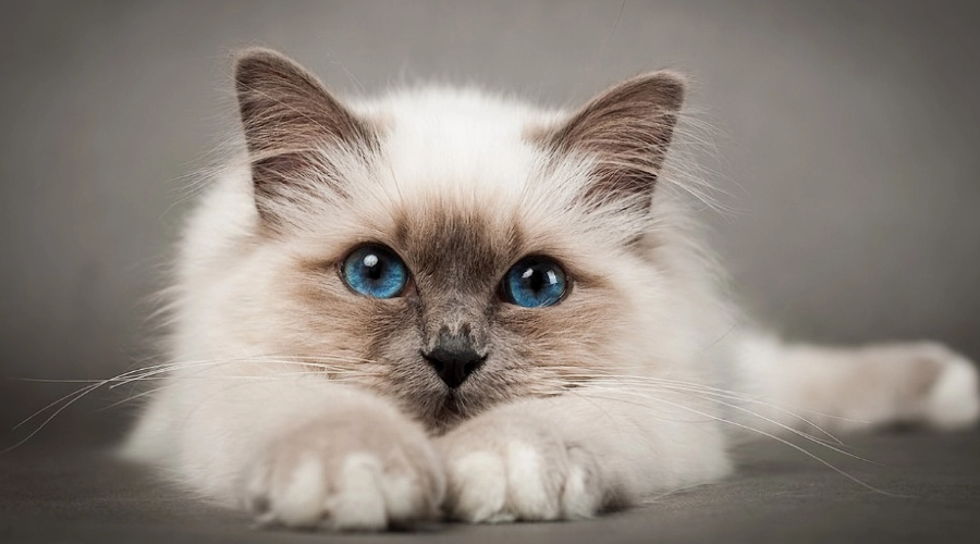 猫猫那么可爱，会有什么坏心眼呢？