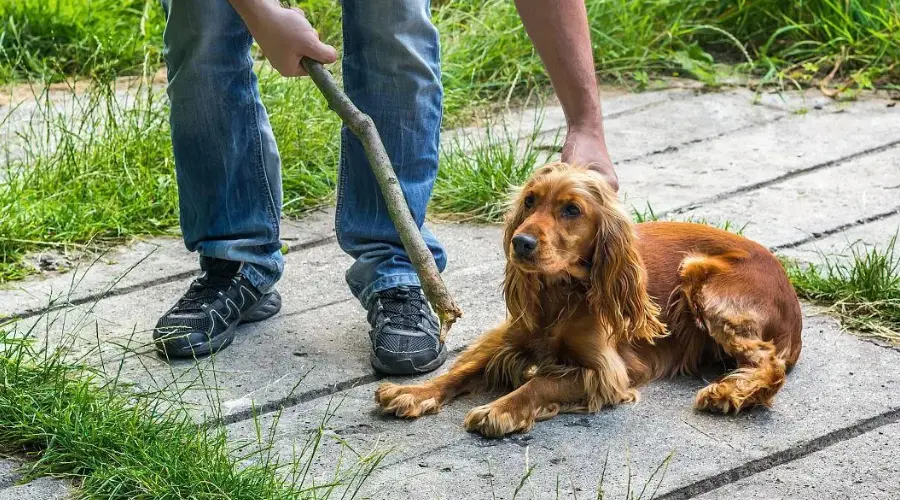 狗狗犯错挨打后在想什么？一文告诉你