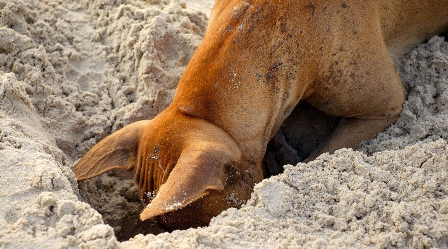 狗狗为什么总喜欢挖呀挖呀挖？其实是想暗示你这几件事！
