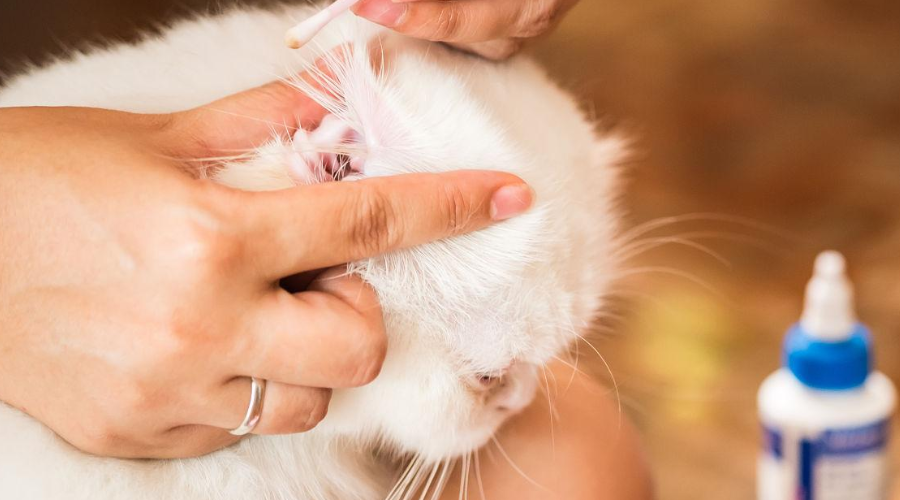 猫耳螨和猫耳垢分不清？这3招教你轻松辨别！