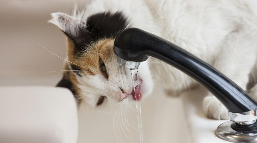 爱它就要让它多喝水！让猫咪爱上喝水的5种方法