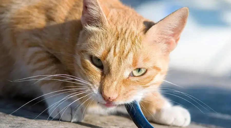 当心猫命不保！猫咪不能吃的食物大盘点