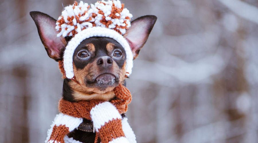 冬季宠物保暖误区：有一种冷，叫宠主觉得狗冷...