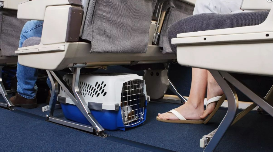 日本航空客机起火致宠物丧生，万人请愿改革宠物托运规定！