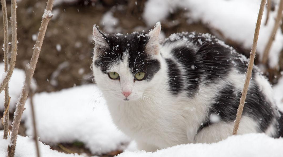 想要让猫咪好好过冬？警惕这3个疾病！