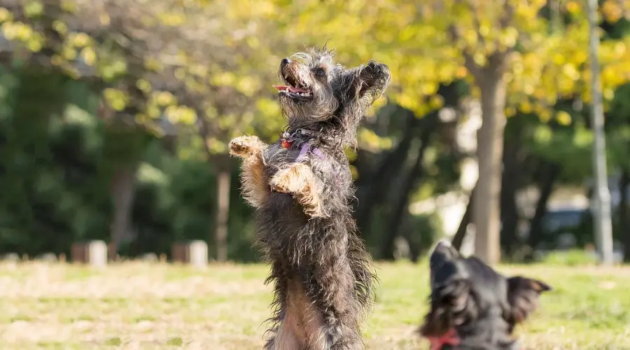 如何从扑人恶犬变成邻家温柔狗？看这一篇就够了！