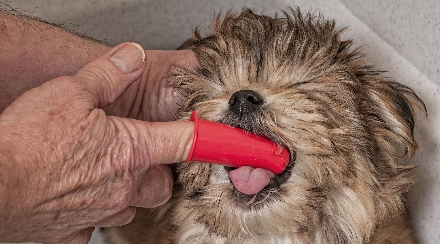 狗狗的口腔护理到底有多难？刷牙才是yyds!