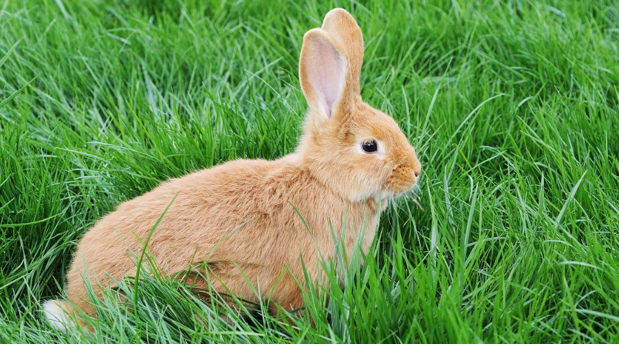 治疗兔兔感冒的5个小方法，做好就能让兔兔恢复健康！