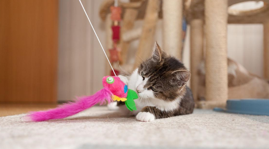 据说一玩这4款玩具，95%的猫咪都玩累趴了...