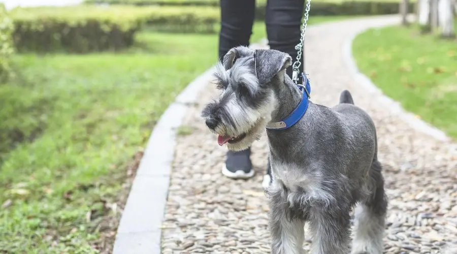 天津市北辰区北仓镇讷河里社区倡导文明养犬